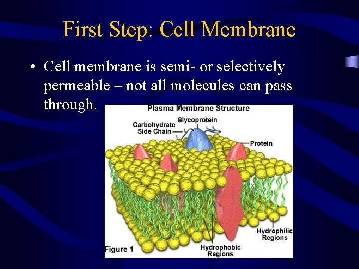 First Step: Cell Membrane • Cell membrane is semi- or selectively permeable – not