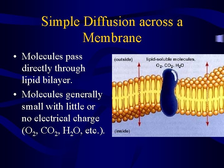 Simple Diffusion across a Membrane • Molecules pass directly through lipid bilayer. • Molecules