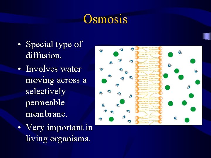 Osmosis • Special type of diffusion. • Involves water moving across a selectively permeable