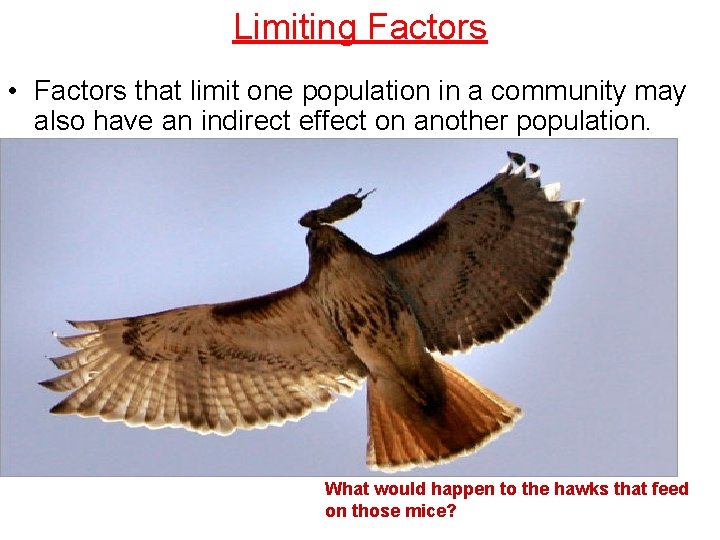 Limiting Factors • Factors that limit one population in a community may also have