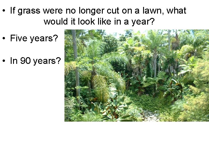  • If grass were no longer cut on a lawn, what would it