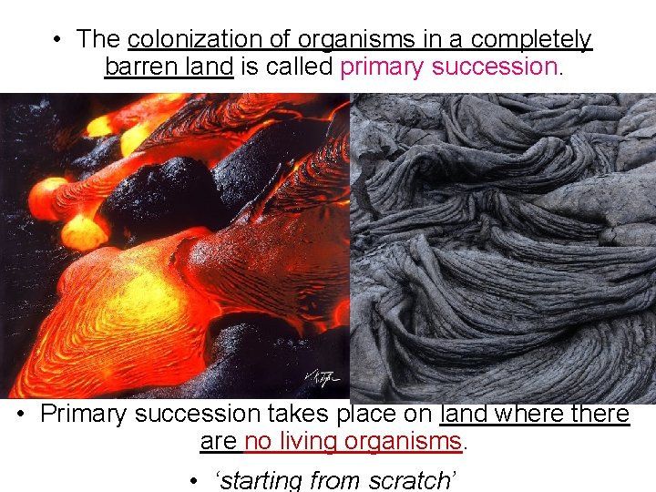  • The colonization of organisms in a completely barren land is called primary