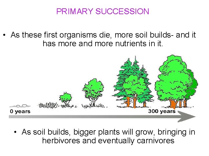 PRIMARY SUCCESSION • As these first organisms die, more soil builds- and it has
