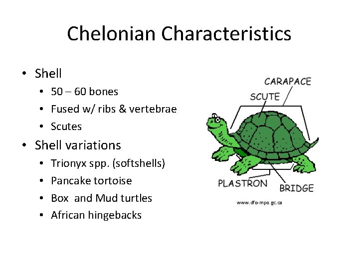 Chelonian Characteristics • Shell • 50 – 60 bones • Fused w/ ribs &
