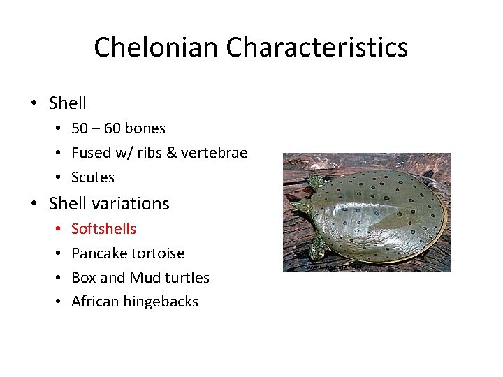 Chelonian Characteristics • Shell • 50 – 60 bones • Fused w/ ribs &