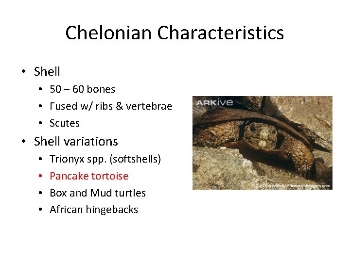 Chelonian Characteristics • Shell • 50 – 60 bones • Fused w/ ribs &
