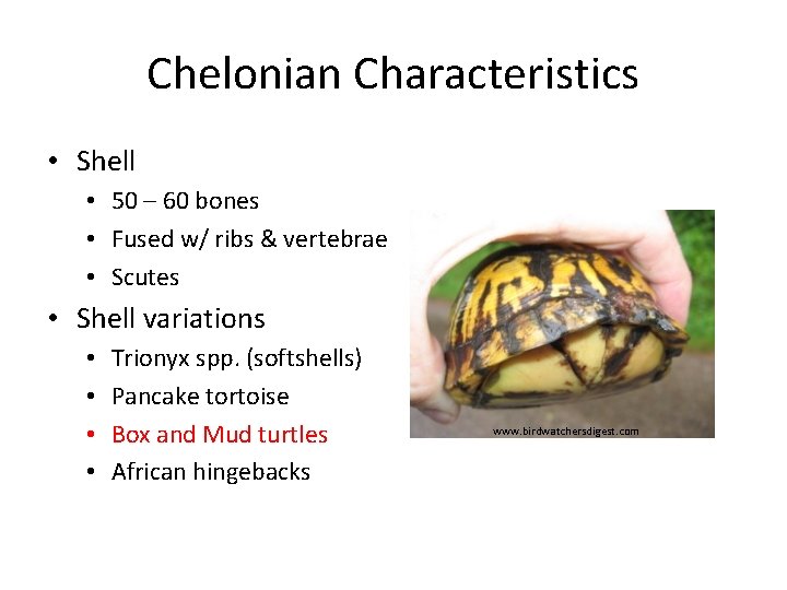 Chelonian Characteristics • Shell • 50 – 60 bones • Fused w/ ribs &