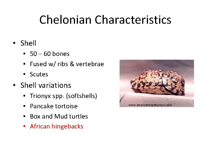 Chelonian Characteristics • Shell • 50 – 60 bones • Fused w/ ribs &
