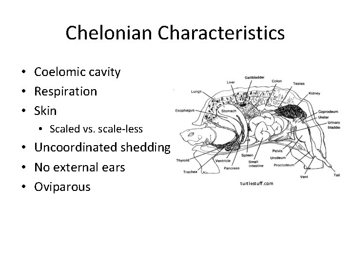 Chelonian Characteristics • Coelomic cavity • Respiration • Skin • Scaled vs. scale-less •