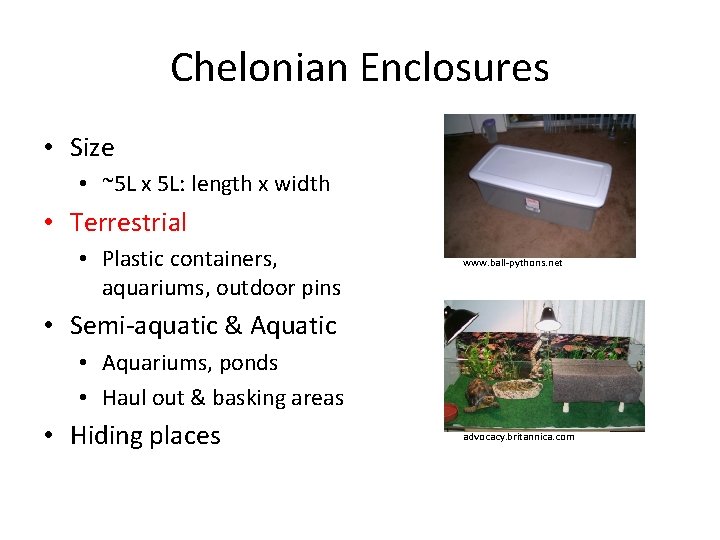 Chelonian Enclosures • Size • ~5 L x 5 L: length x width •