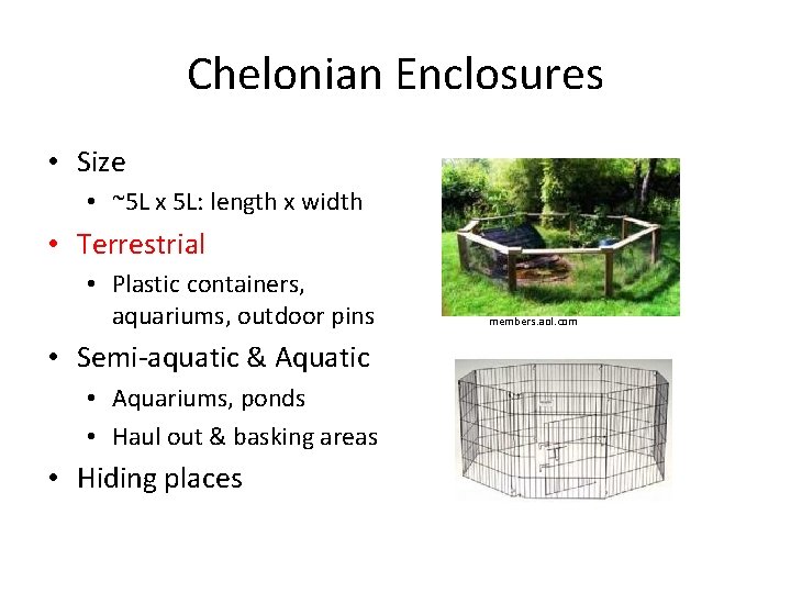 Chelonian Enclosures • Size • ~5 L x 5 L: length x width •
