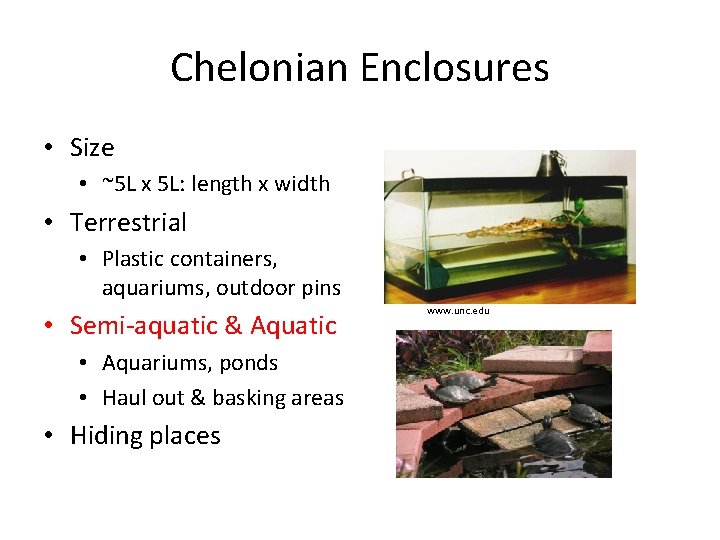 Chelonian Enclosures • Size • ~5 L x 5 L: length x width •