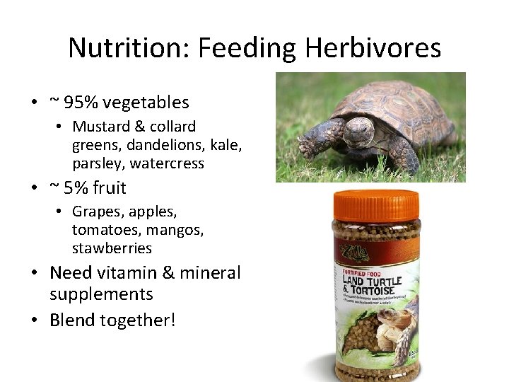 Nutrition: Feeding Herbivores • ~ 95% vegetables • Mustard & collard greens, dandelions, kale,