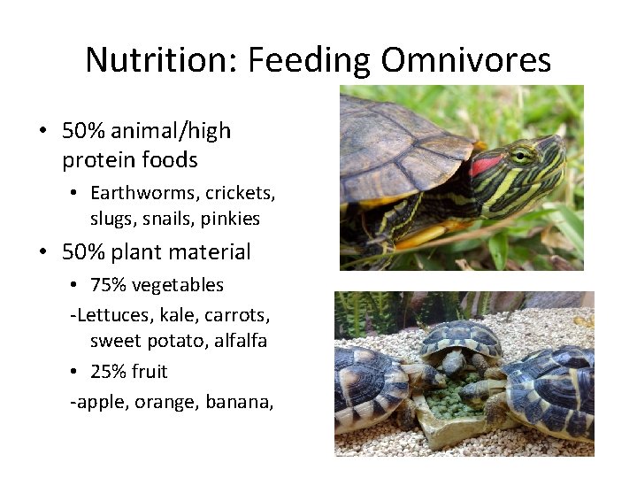 Nutrition: Feeding Omnivores • 50% animal/high protein foods • Earthworms, crickets, slugs, snails, pinkies