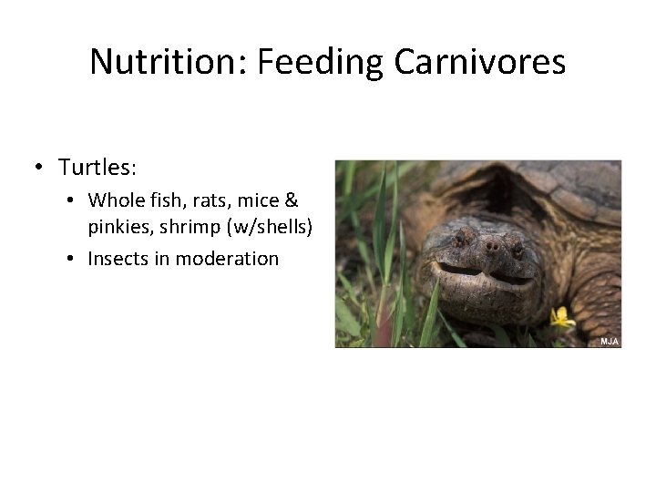 Nutrition: Feeding Carnivores • Turtles: • Whole fish, rats, mice & pinkies, shrimp (w/shells)