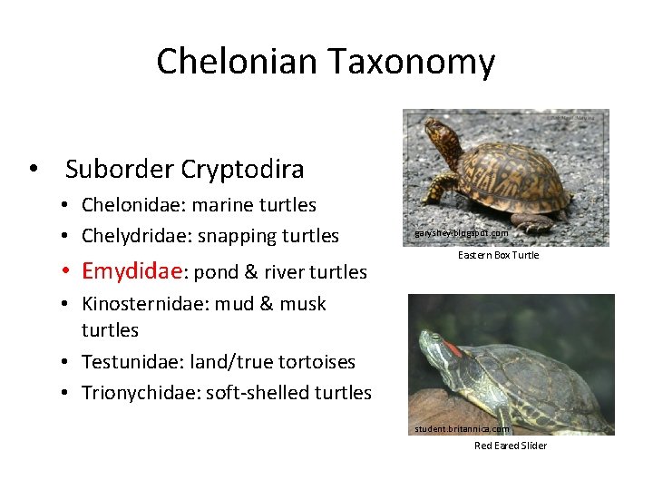 Chelonian Taxonomy • Suborder Cryptodira • Chelonidae: marine turtles • Chelydridae: snapping turtles •