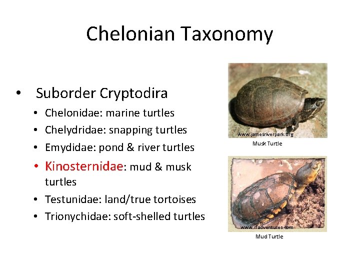 Chelonian Taxonomy • Suborder Cryptodira • Chelonidae: marine turtles • Chelydridae: snapping turtles •