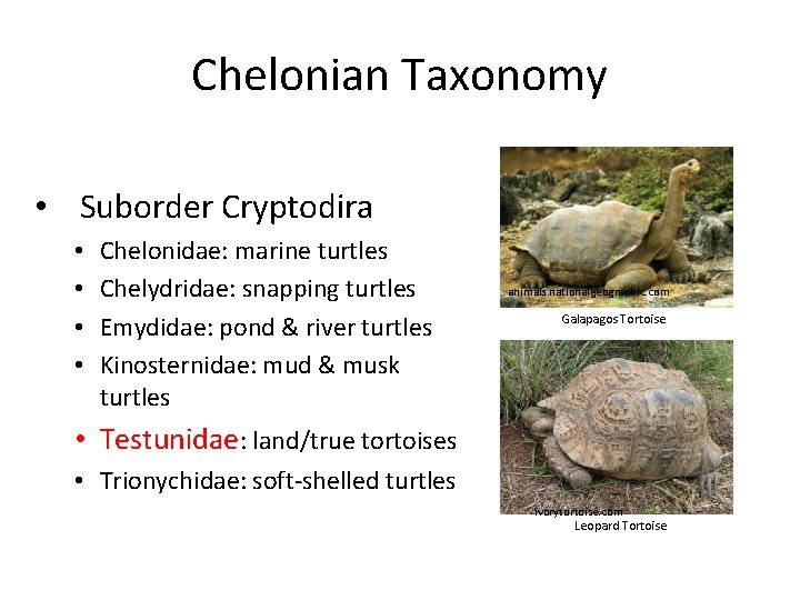 Chelonian Taxonomy • Suborder Cryptodira • • Chelonidae: marine turtles Chelydridae: snapping turtles Emydidae: