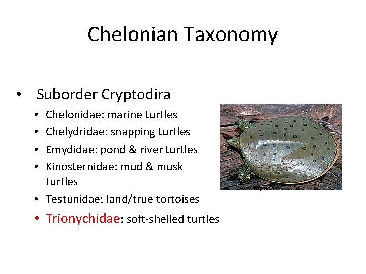 Chelonian Taxonomy • Suborder Cryptodira Chelonidae: marine turtles Chelydridae: snapping turtles Emydidae: pond &