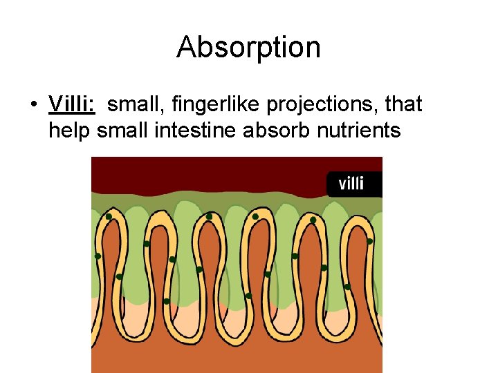 Absorption • Villi: small, fingerlike projections, that help small intestine absorb nutrients 