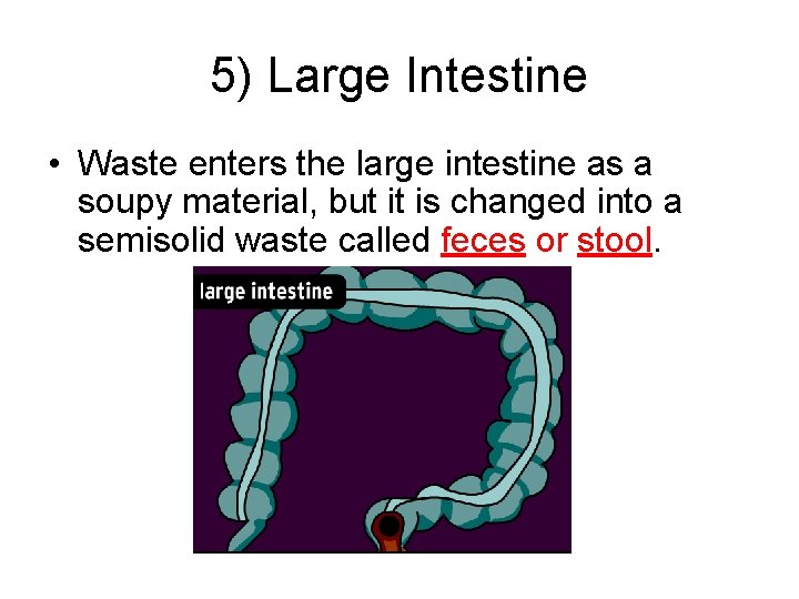 5) Large Intestine • Waste enters the large intestine as a soupy material, but