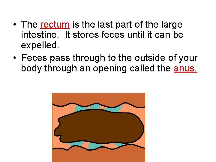  • The rectum is the last part of the large intestine. It stores