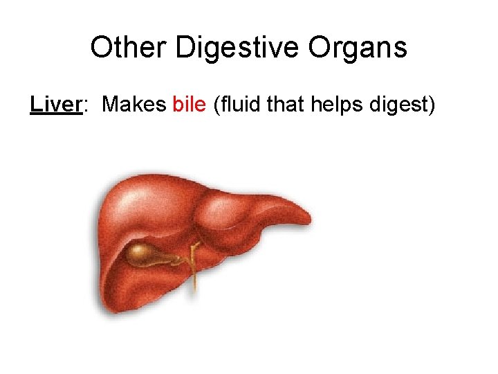 Other Digestive Organs Liver: Makes bile (fluid that helps digest) 