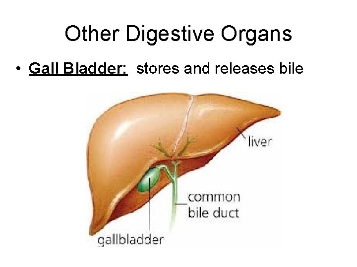 Other Digestive Organs • Gall Bladder: stores and releases bile 