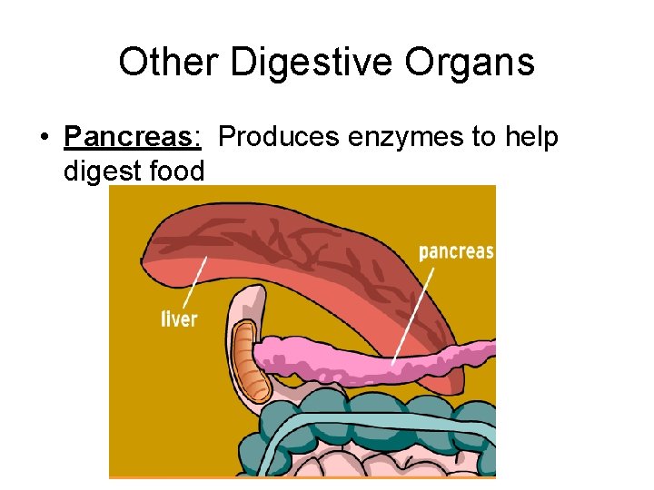 Other Digestive Organs • Pancreas: Produces enzymes to help digest food 