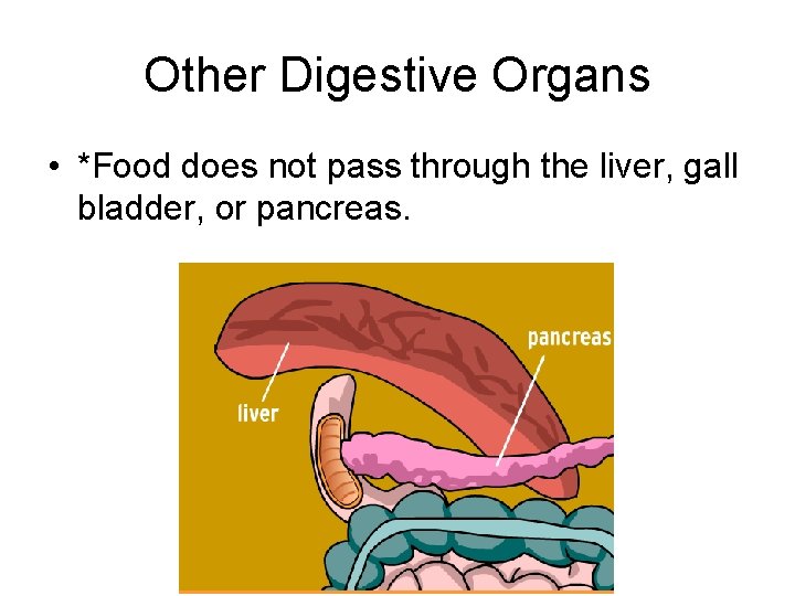 Other Digestive Organs • *Food does not pass through the liver, gall bladder, or