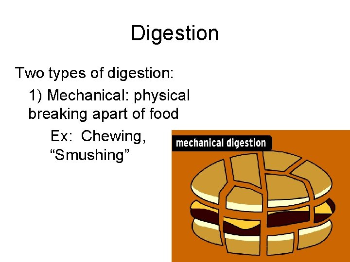 Digestion Two types of digestion: 1) Mechanical: physical breaking apart of food Ex: Chewing,