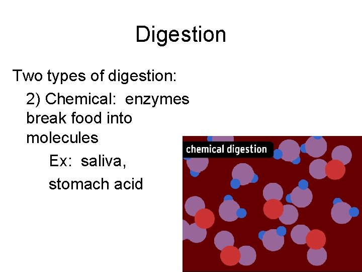 Digestion Two types of digestion: 2) Chemical: enzymes break food into molecules Ex: saliva,