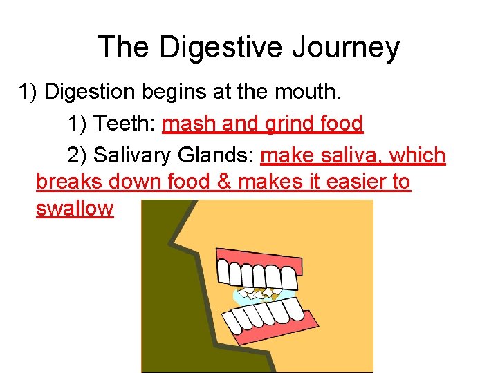 The Digestive Journey 1) Digestion begins at the mouth. 1) Teeth: mash and grind