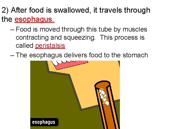 2) After food is swallowed, it travels through the esophagus. – Food is moved