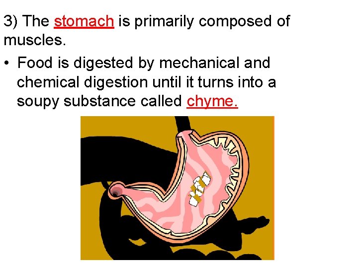 3) The stomach is primarily composed of muscles. • Food is digested by mechanical
