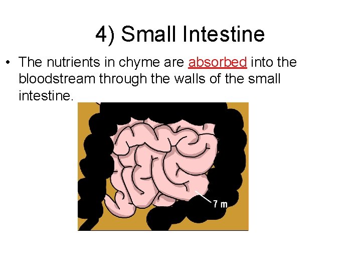 4) Small Intestine • The nutrients in chyme are absorbed into the bloodstream through