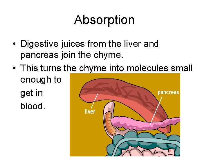 Absorption • Digestive juices from the liver and pancreas join the chyme. • This