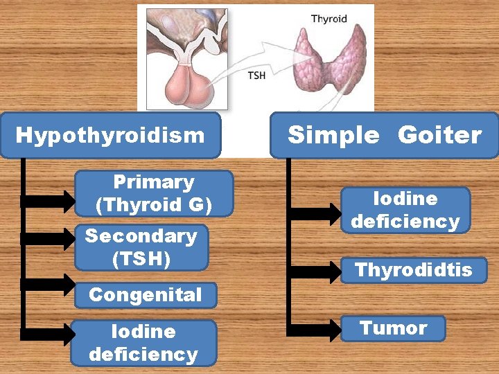 Hypothyroidism Primary (Thyroid G) Secondary (TSH) Congenital Iodine deficiency Simple Goiter Iodine deficiency Thyrodidtis Hypothyroidism Primary (Thyroid G) Secondary (TSH) Congenital Iodine deficiency Simple Goiter Iodine deficiency Thyrodidtis
