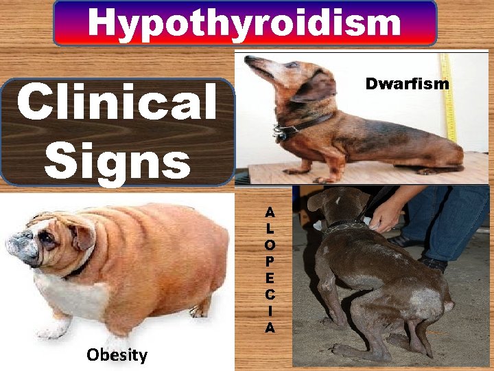Hypothyroidism Clinical Signs Dwarfism A L O P E C I A Obesity Hypothyroidism Clinical Signs Dwarfism A L O P E C I A Obesity