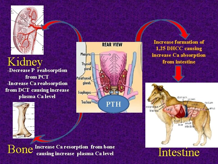 Increase formation of 1, 25 DHCC causing increase Ca absorption from intestine Kidney -Decrease Increase formation of 1, 25 DHCC causing increase Ca absorption from intestine Kidney -Decrease