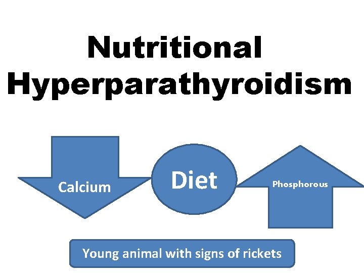 Nutritional Hyperparathyroidism Calcium Diet Phosphorous Young animal with signs of rickets Nutritional Hyperparathyroidism Calcium Diet Phosphorous Young animal with signs of rickets