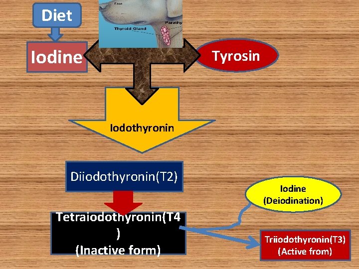 Diet Iodine Tyrosin Iodothyronin Diiodothyronin(T 2) Tetraiodothyronin(T 4 ) (Inactive form) Iodine (Deiodination) Triiodothyronin(T Diet Iodine Tyrosin Iodothyronin Diiodothyronin(T 2) Tetraiodothyronin(T 4 ) (Inactive form) Iodine (Deiodination) Triiodothyronin(T