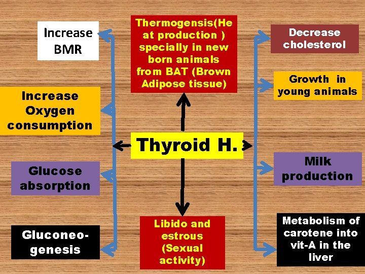 Increase BMR Increase Oxygen consumption Thermogensis(He at production ) specially in new born animals Increase BMR Increase Oxygen consumption Thermogensis(He at production ) specially in new born animals