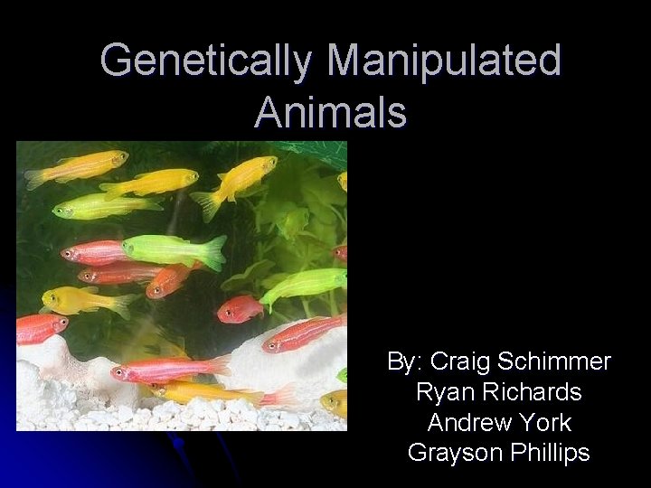 Genetically Manipulated Animals By: Craig Schimmer Ryan Richards Andrew York Grayson Phillips 