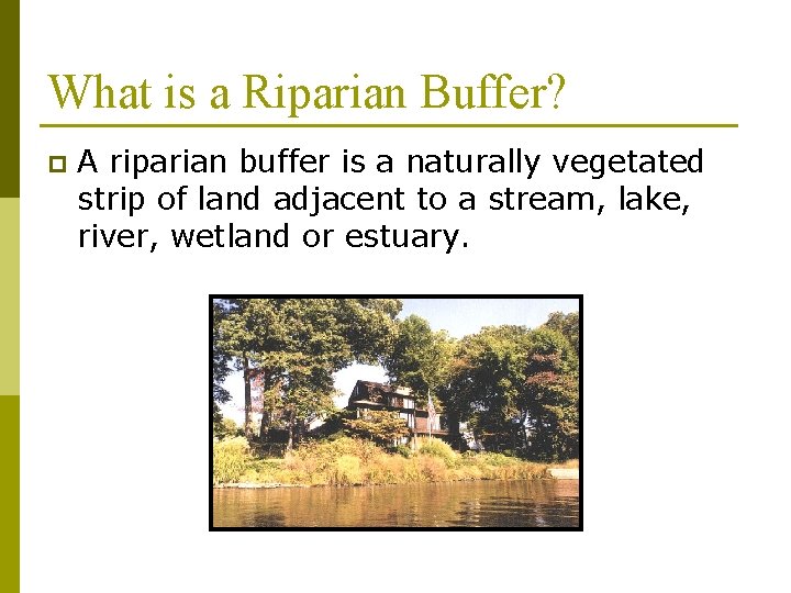 What is a Riparian Buffer? p A riparian buffer is a naturally vegetated strip