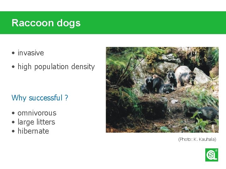 Raccoon dogs • invasive • high population density Why successful ? • omnivorous •