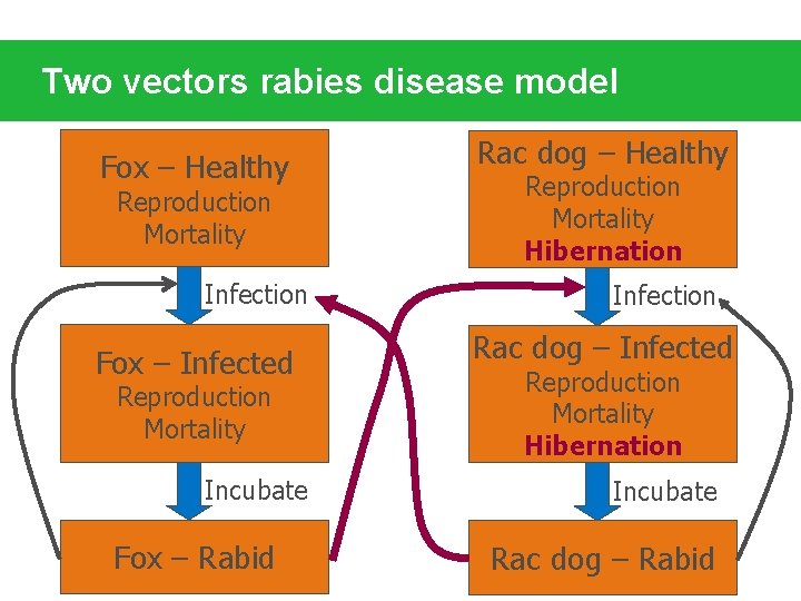 Two vectors rabies disease model Fox – Healthy Reproduction Mortality Infection Fox – Infected