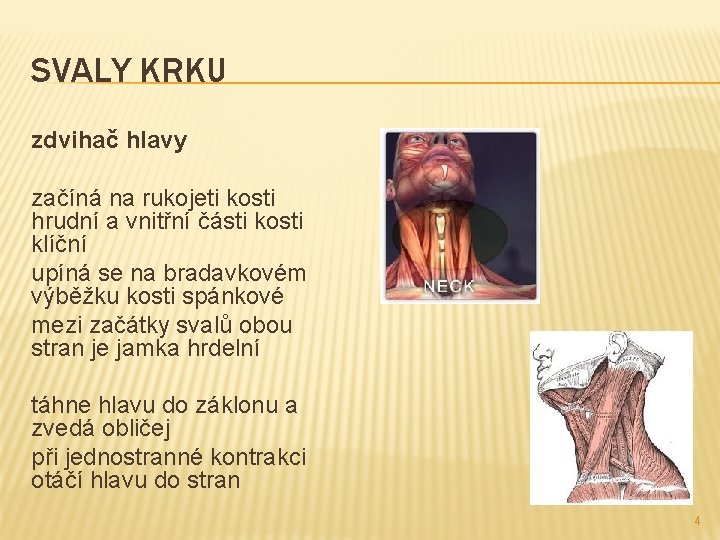 SVALY KRKU zdvihač hlavy začíná na rukojeti kosti hrudní a vnitřní části kosti klíční