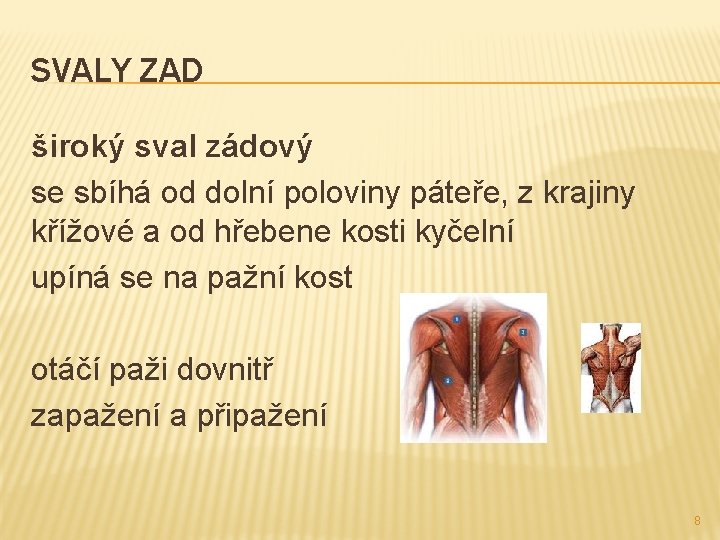 SVALY ZAD široký sval zádový se sbíhá od dolní poloviny páteře, z krajiny křížové