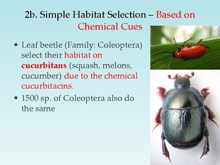 2 b. Simple Habitat Selection – Based on Chemical Cues • Leaf beetle (Family: